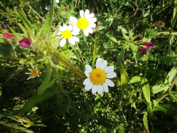 Close-up of yellow flowers blooming on field