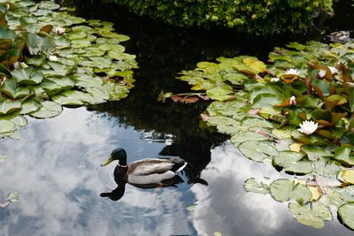 Ducks swimming in lake