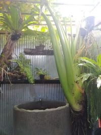 Close-up of potted plants