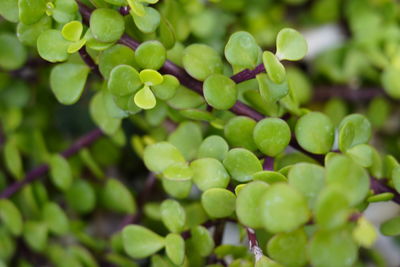 Close-up of green leaves on plant