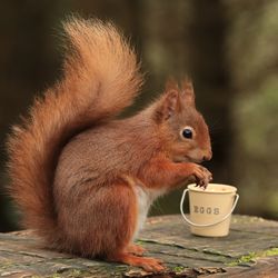 Close-up of squirrel eating food