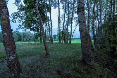 Trees in forest