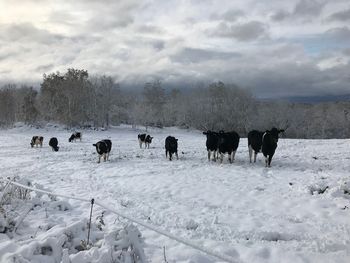 Cows on snow covered field