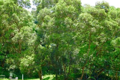 Trees in forest