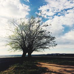 Bare trees on field