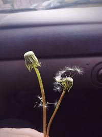 Close-up of fresh dandelion flower