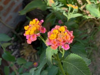 Close-up of pink flowering plant