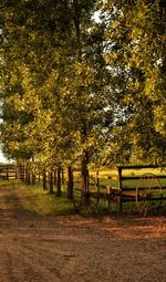 Trees in park