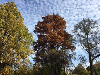 Low angle view of trees against sky