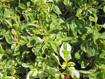 High angle view of leaves