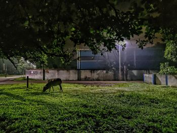 View of a horse grazing in field