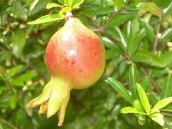 Close-up of leaves