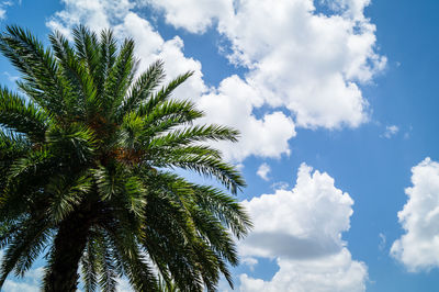 Low angle view of palm trees against blue sky