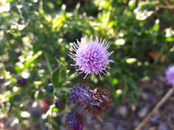 Close-up of purple thistle blooming outdoors