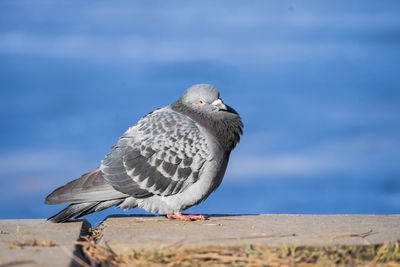 Close-up of seagull perching on a sea