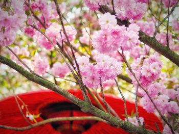 Close-up of pink cherry blossom