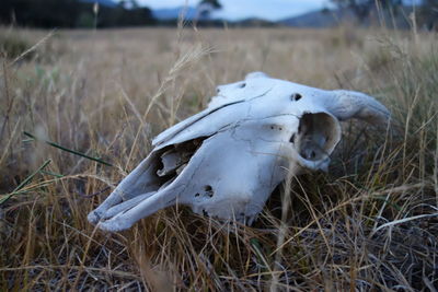 Close-up of animal skull on field