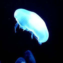 Close-up of jellyfish swimming in sea
