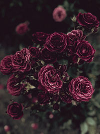 Close-up of rose bouquet