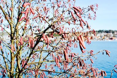 Low angle view of tree against the sky