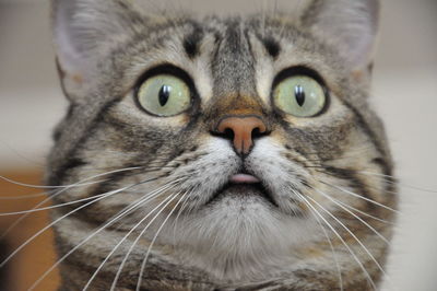 Close-up of cat looking up at home