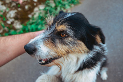 Close-up of dog looking at camera