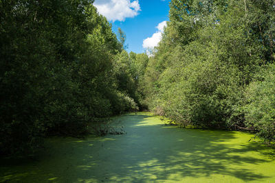 Scenic view of river amidst trees in forest against sky