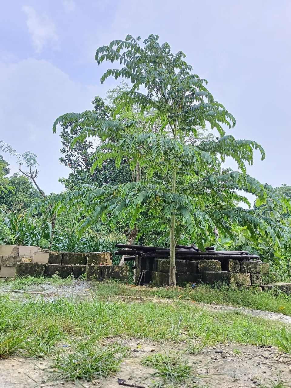 plant, tree, nature, sky, no people, architecture, landscape, green, growth, rural area, environment, outdoors, day, cloud, land, building, built structure, flower, field, rural scene, beauty in nature, house, agriculture, grass, garden, building exterior, plantation