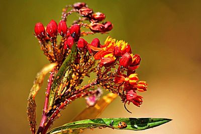 Close-up of red flowers