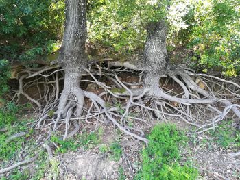 Trees growing in forest