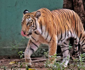 Tiger in a zoo