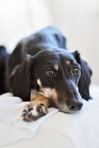 Close-up portrait of dog resting