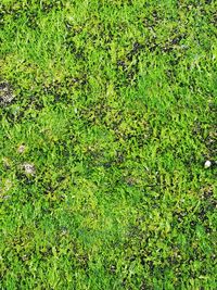 Full frame shot of plants on land