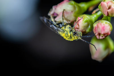 Close-up of flower buds on plant