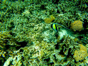 Close-up of fish swimming in sea