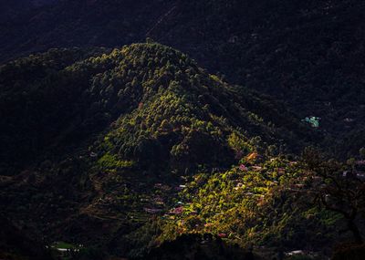 High angle view of trees in forest