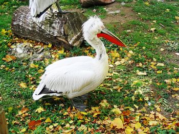 White bird on grass