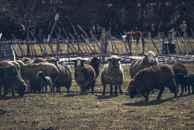 Horses grazing on field