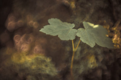 Close-up of fresh yellow leaves