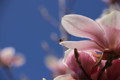 Close-up of insect on pink flowering plant