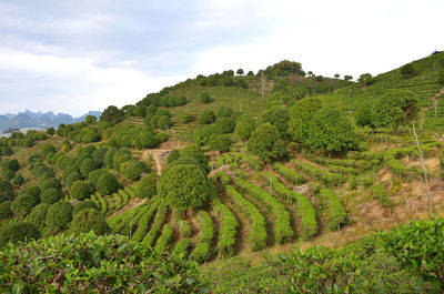Scenic view of agricultural field against sky