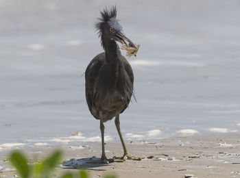 Close-up of bird on beach