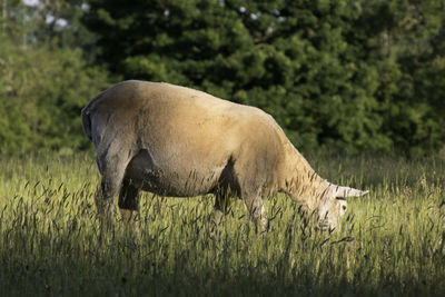 Side view of a sheep grazing in field