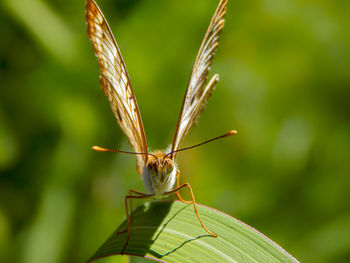 Close-up of insect on plant