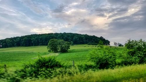 Scenic view of trees on field against sky