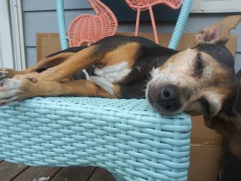 Close-up of dog sleeping on chair on porch