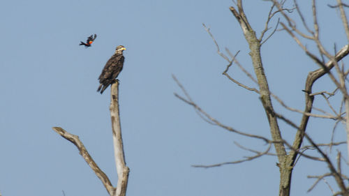 Low angle view of bird perching on tree