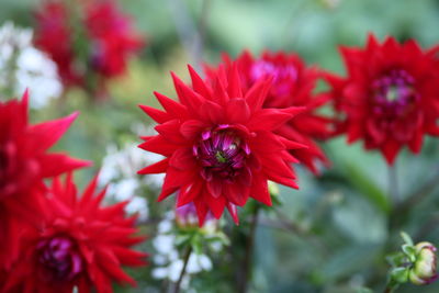 Close-up of red flowering plant