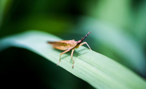 Close-up of insect on leaf