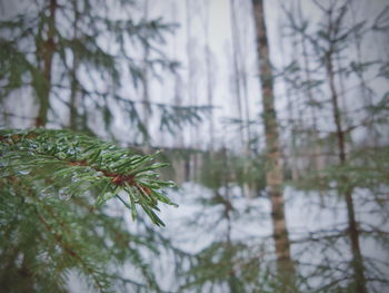 Close-up of pine tree during winter